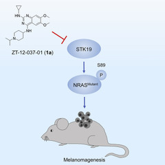 Pharmacological Targeting of STK19 Inhibits Oncogenic NRAS-Driven Melanomagenesis
