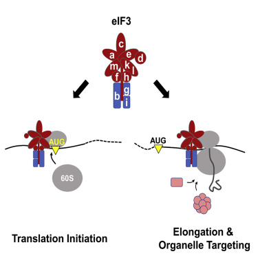 eIF3 Associates with 80S Ribosomes to Promote Translation Elongation, Mitochondrial Homeostasis, and Muscle Health