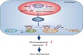 Nur77 suppresses hepatocellular carcinoma via switching glucose metabolism toward gluconeogenesis through attenuating phosphoenolpyruvate carboxykinase sumoylation