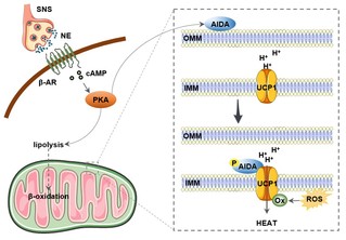 [Nature Cell Biology] AIDA directly connects sympathetic innervation to adaptive thermogenesis by UCP1