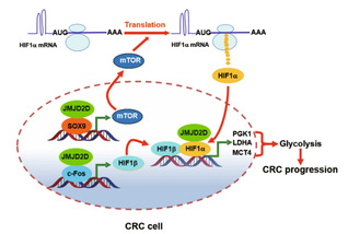 Histone demethylase JMJD2D activates HIF1 signaling pathway via multiple mechanisms to promote colorectal cancer glycolysis and progression