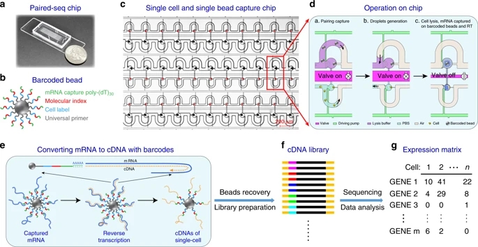 Highly parallel and efficient single cell mRNA sequencing with paired picoliter chambers