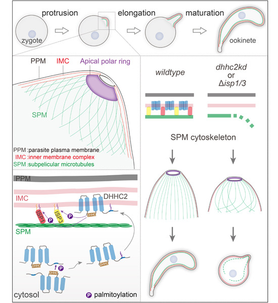 A Protein Palmitoylation Cascade Regulates Microtubule Cytoskeleton Integrity inPlasmoidum