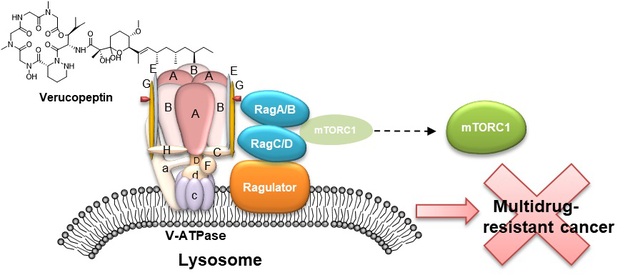 Pharmacological Targeting of Vacuolar H+-ATPase via Subunit V1G Combats Multidrug-Resistant Cancer