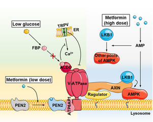 [Nature] Low-dose metformin targets the lysosomal AMPK pathway through PEN2