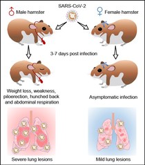 [Signal Transduction and Targeted Therapy] Gender associates with both susceptibility to infection and pathogenesis of SARS-CoV-2 in Syrian hamster