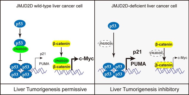 Demethylase-independent function of JMJD2D as a novel antagonist of p53 to promote Liver Cancer initiation and progression
