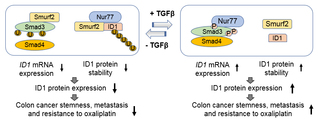 [Nature Communications] Interplay between transforming growth factor-β and Nur77 in dual regulations of inhibitor of differentiation 1 for colonic tumorigenesis