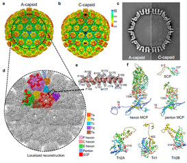 Near-atomic cryo-electron microscopy structures of varicella-zoster virus capsids