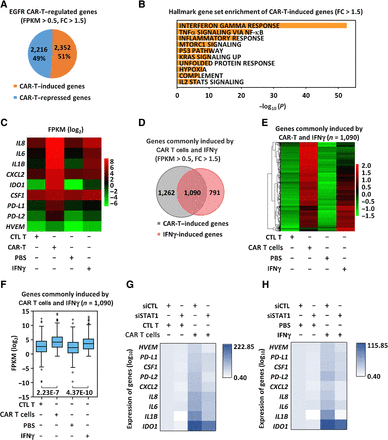 [Cancer Immunology Research] Targeting Triple-Negative Breast Cancer with Combination Therapy of EGFR CAR T Cells and CDK7 Inhibition