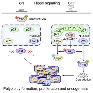 Hippo Signaling Suppresses Cell Ploidy and Tumorigenesis through Skp2
