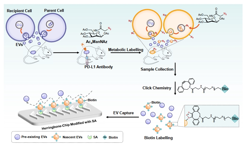 【Nature Communications】Capturing Nascent Extracellular Vesicles by Metabolic Glycan Labelling-Assisted Microfluidics