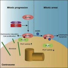 [Developmental Cell] Centrosomal Localization of RXRα Promotes PLK1 Activation and Mitotic Progression and Constitutes a Tumor Vulnerability