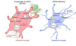 [Science Advances] Trisomy 21–induced dysregulation of microglial homeostasis in Alzheimer’s brains is mediated by USP25