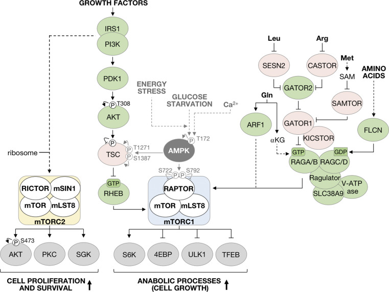 AMPK and TOR: the Yin and Yang of Cellular Nutrient Sensing and Growth Control