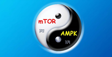 AMPK and TOR: The Yin and Yang of Cellular Nutrient Sensing and Growth Control