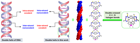 Single-handed supramolecular double helix of homochiral bis(N-amidothiourea) supported by double crossed C−I•••S halogen bonds