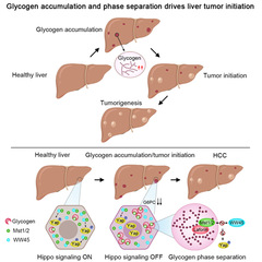 XMU Research Team Discovers Glycogen Accumulation and Phase Separation Driving Liver Tumor Initiation