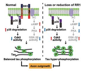 RPS23RG1 modulates tau phosphorylation and axon outgrowth through regulating p35 proteasomal degradation