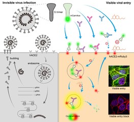 [Small Methods] Virus-Free and Live-Cell Visualizing SARS-CoV-2 Cell Entry for Studies of Neutralizing Antibodies and Compound Inhibitors