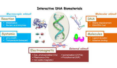 [Materials Today] Dynamic DNA-based biomaterials interacting with external, macroscopic, and molecular stimuli