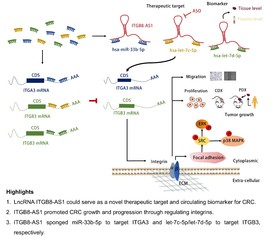 [Molecular Therapy] lncRNA ITGB8-AS1 functions as a ceRNA to promote colorectal cancer growth and migration through integrin-mediated focal adhesion signaling