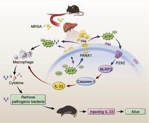 [Science Translational Medicine] Reduced pannexin 1–IL-33 axis function in donor livers increases risk of MRSA infection in liver transplant recipients
