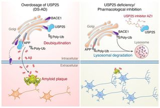 [The Journal of Clinical Investigation]USP25 Inhibition Ameliorates Alzheimer’s Pathology through the Regulation of APP Processing and Aβ Generation