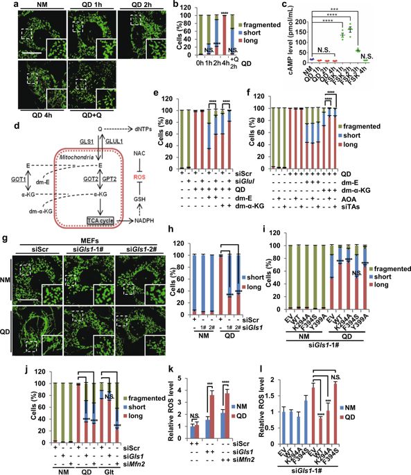Glutaminase GLS1 senses glutamine availability in a non-enzymatic manner triggering mitochondrial fusion
